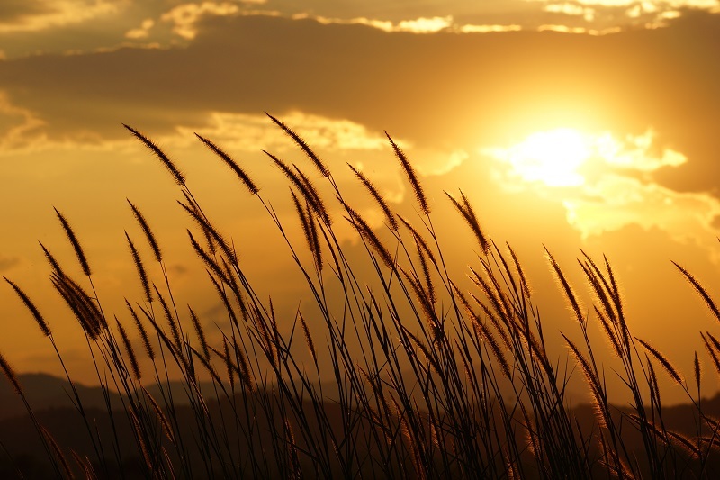 Tulips flowers  / beautiful flowers