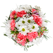 A radiant celebration of colour and texture, this Highams Park bouquet unfolds in layers-each chosen blossom contributing to a sense of cheerful abundance that reflects the area's spirited outdoor life. Cheerful white daisies with lime-green centers capture the daylight, offering pure focal points that seem to brighten any space. Ruffled coral-pink carnations weave through the arrangement, producing a gentle contrast of softness and warmth, reminiscent of the local gardens along Selwyn Avenue. Baby's breath whispers through the design, lending a feathery buoyancy and gentle movement, much like the play of sunlight through the branches near Epping Forest. Occasional peeks of alstroemeria buds, blushed with magenta and purple, add subtleties of future bloom. The bouquet's lush greenery-matte silver eucalyptus alongside deeper green fronds-gathers every bloom in a gentle embrace, framing the circular design and highlighting the vibrant palette. The bouquet radiates cheer and gratitude, a fitting gift for birthdays, brightening an office near The Highams Park, or sending kind thoughts to loved ones. Expertly arranged by committed local florists and framed against a pristine white background, the bouquet's fresh, joyful energy is perfectly suited for flower delivery throughout Highams Park and the surrounding E4 neighbourhoods.