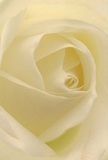 Beckoned into the radiant heart of a cream-white rose, you experience the tender layers and gentle spirals that evoke Highams Park's peaceful neighbourhood gardens. The soft, velvety texture is evident in each ivory petal, while light sweeps through the floral layers, curling into gentle shadows and infusing the image with quiet drama. The overall sensation is one of comfort and tranquility, reminiscent of silent walks along Chingford Road before the bustle begins. This rose, arranged with purposeful grace by local hands, embodies the purest gestures of respect, sympathy, admiration, or fresh hope. The image suggests a subtle, sweet scent that floats just beneath the surface, soothing and enveloping rather than overwhelming. The composition, richly detailed and intimately focused, reveals not only the flower's structural perfection but also the heartfelt touch of Highams Park's floristry tradition-making it an enduring symbol for all of life's significant emotions and milestones.